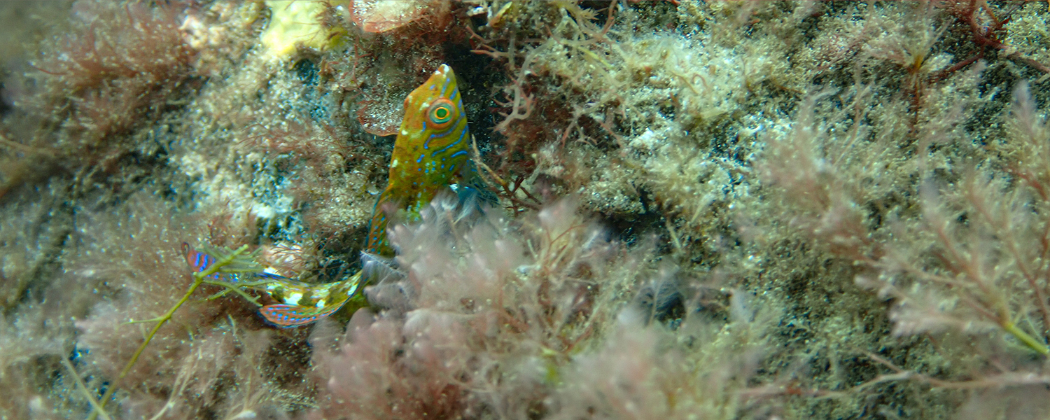 Braun’s wrasse