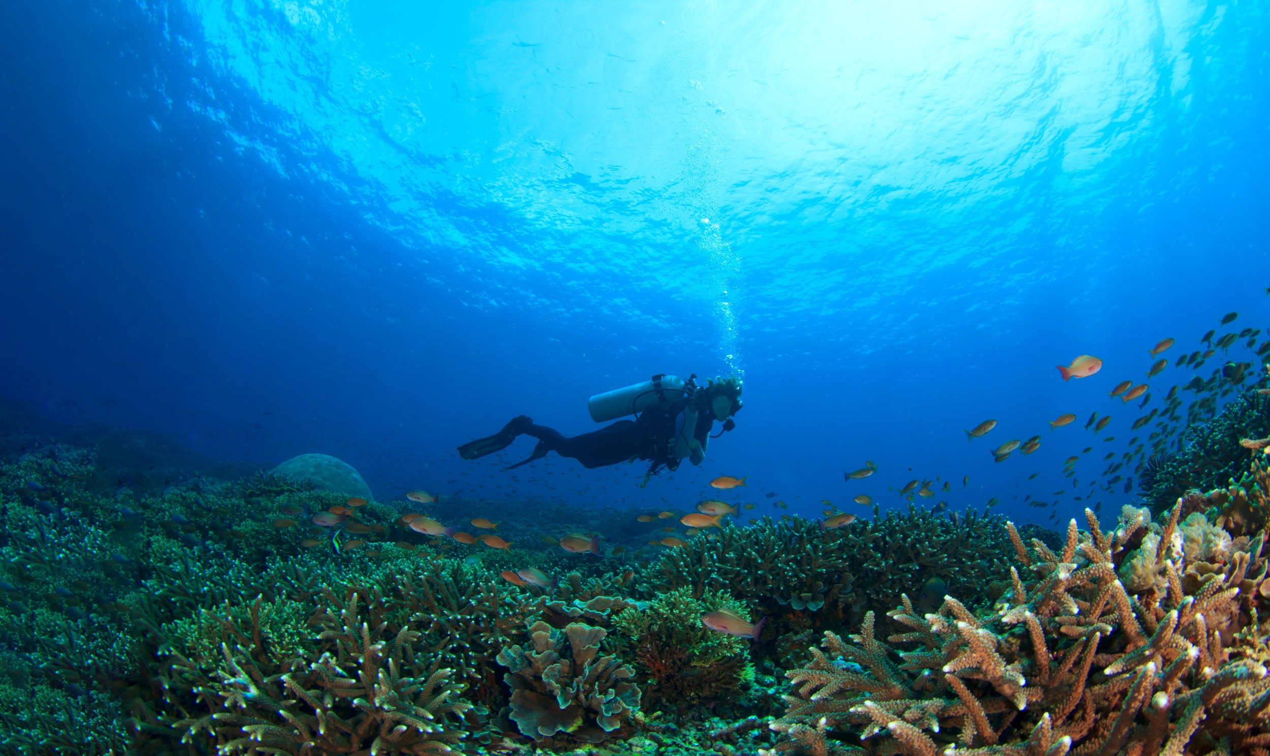 scuba diver