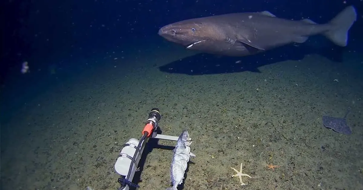 sleeper shark