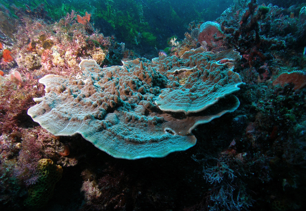 Coral