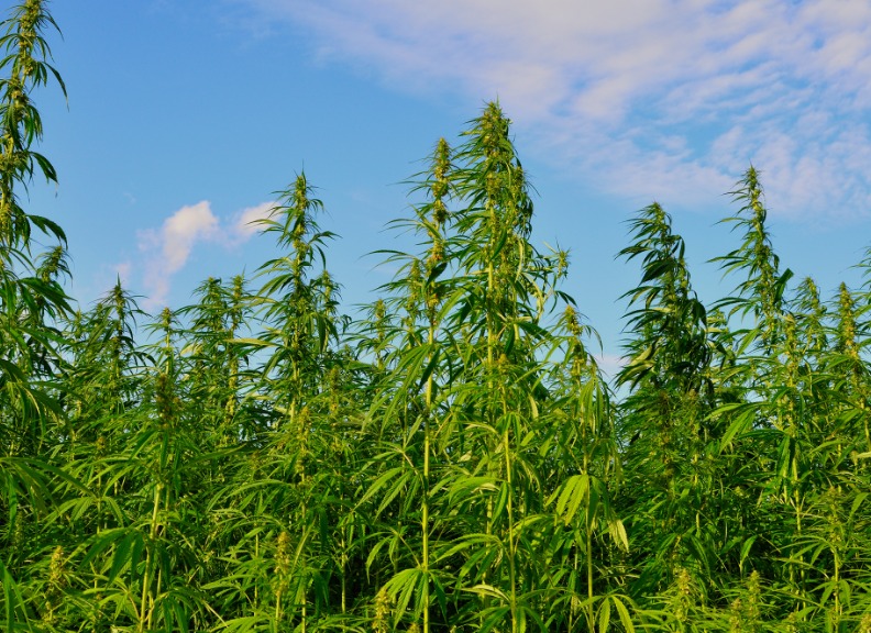 Optimising industrial hemp as a new fiber crop in evolving agriculture in  Australia : The University of Western Australia