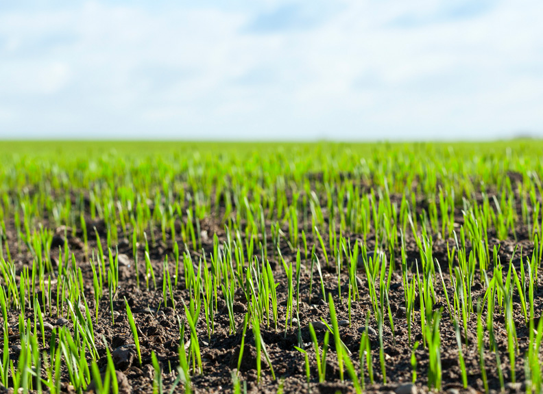 Seed Flaming : The University of Western Australia