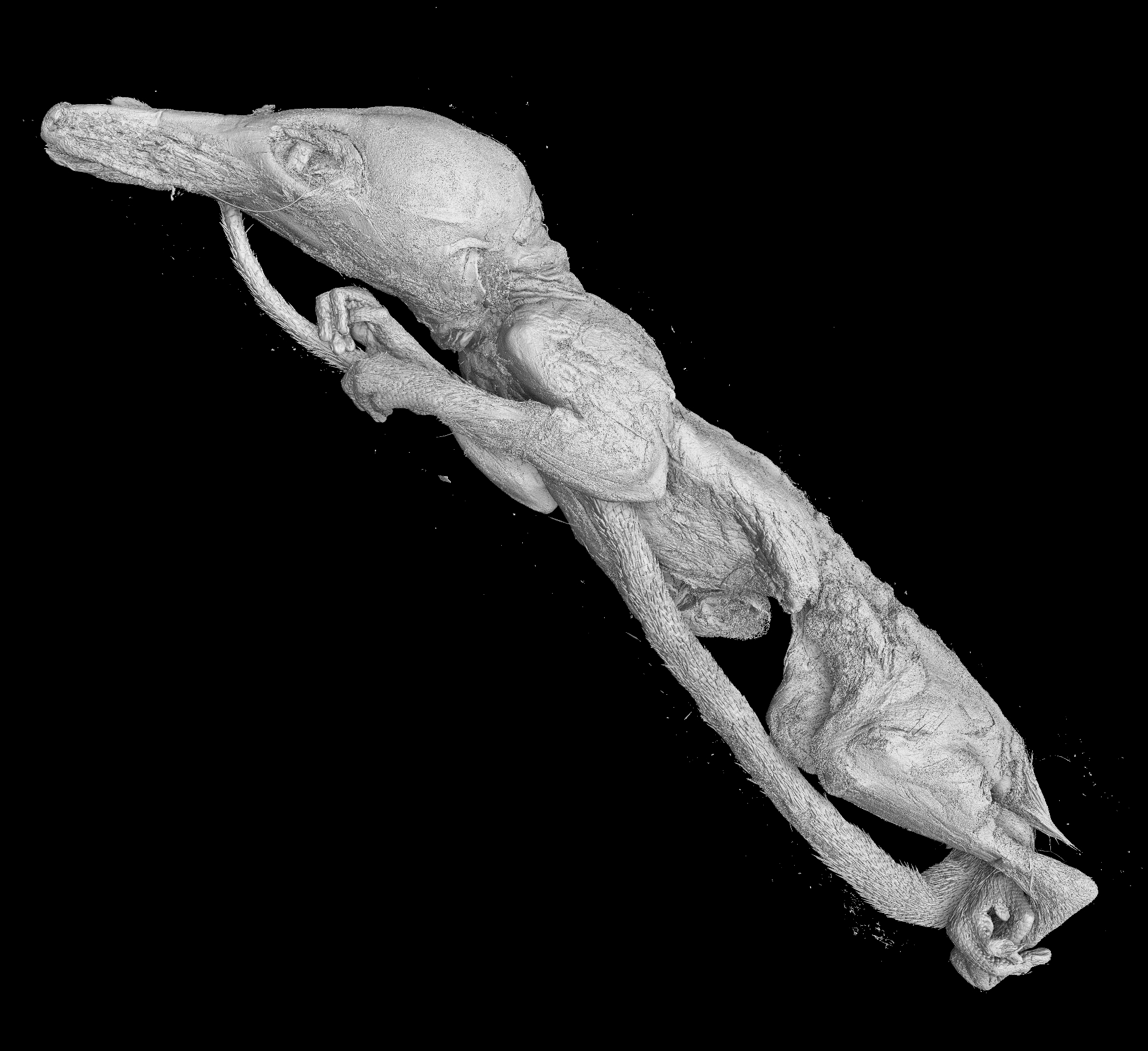 Scan of a Honey Possum