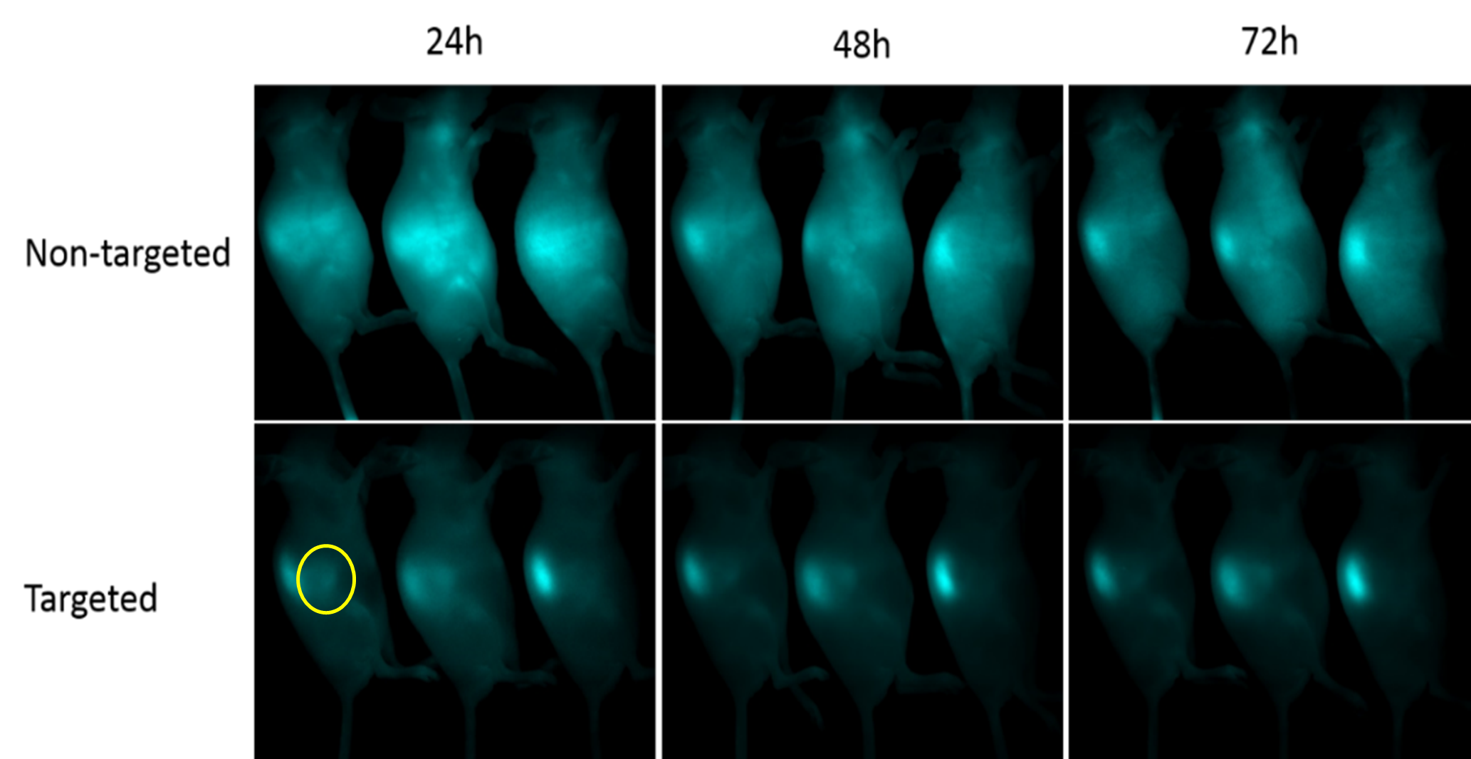 Targeted polymer uptake in tumor