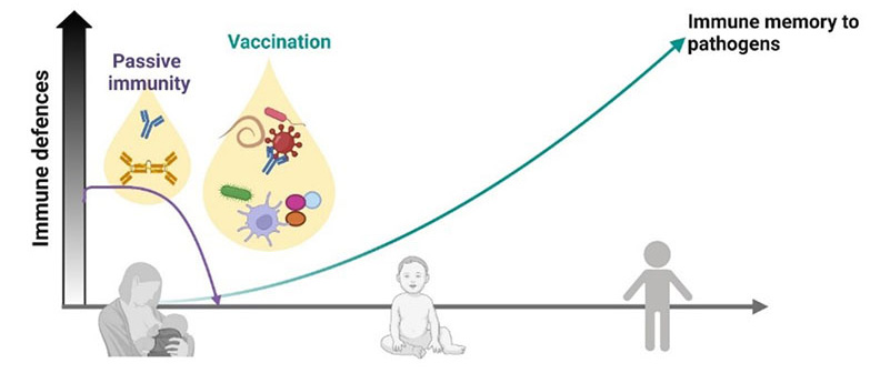 diagram showing pathogen antigen shedding in breast milk to vaccinate infants