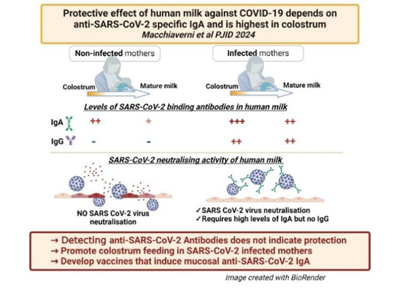 Diagram describing the protective effect of human milk against COVID-19