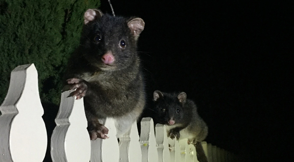 Possums in a backyard at night