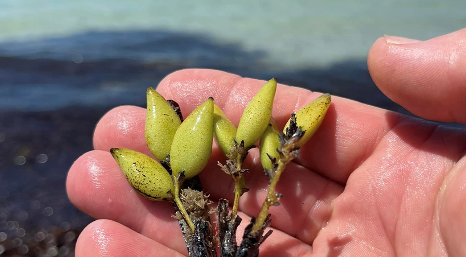 Seagrass seeds closeup CARD