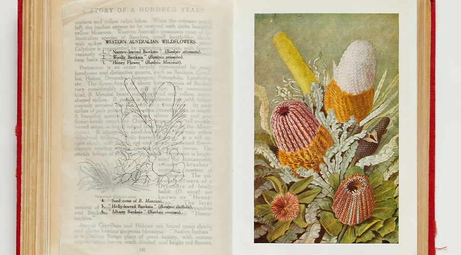 Emily Pelloe, Untitled (Banksia Spp), 1926, reproduced in Hal Colebatch’s The Story of 100 Years. Photo: Robert Frith