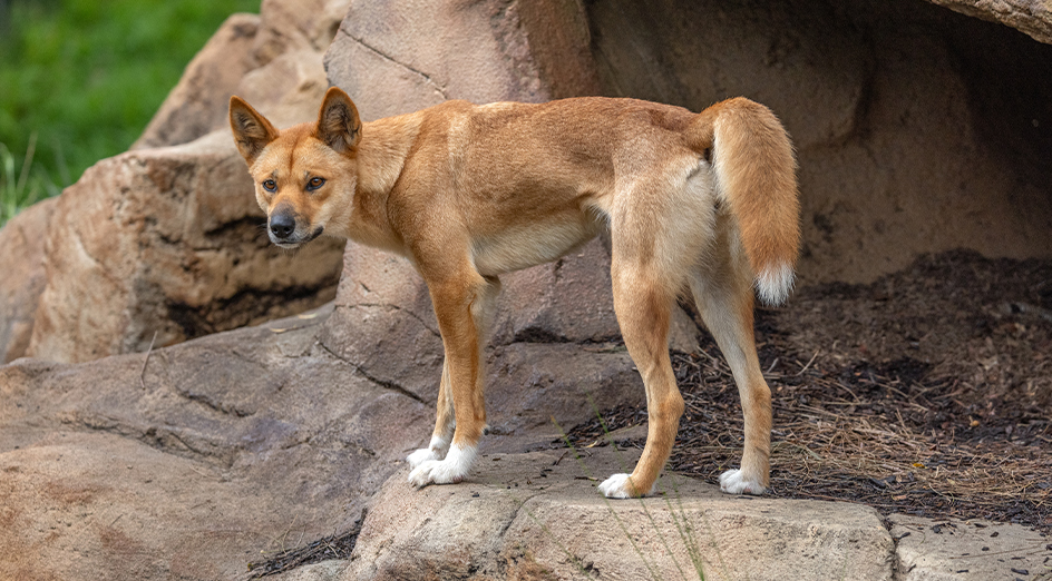 Dingo on a rock