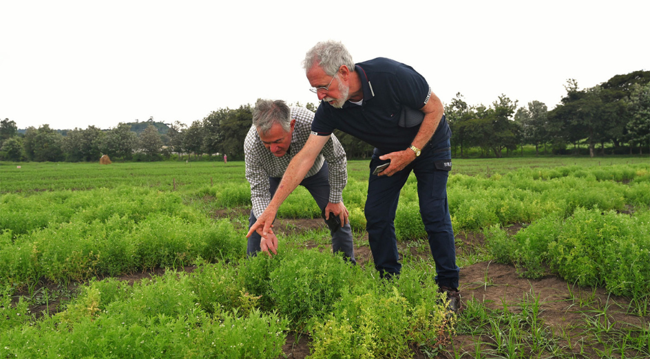 Professor Barbetti lentil farm