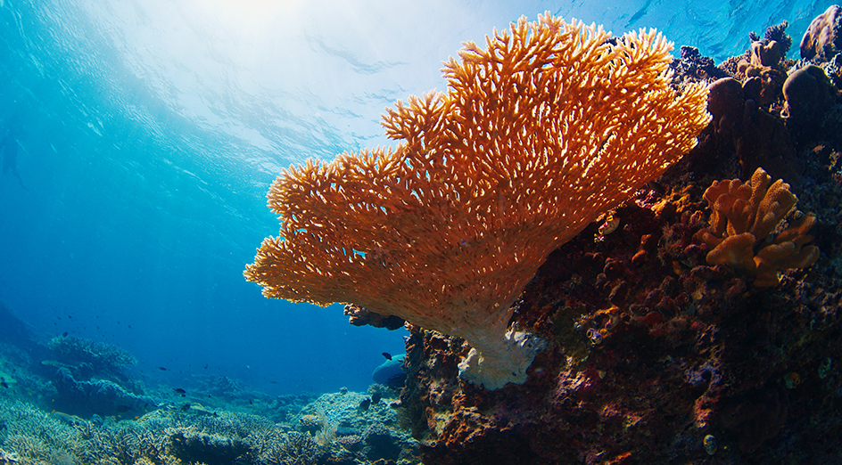 A piece of coral suspended