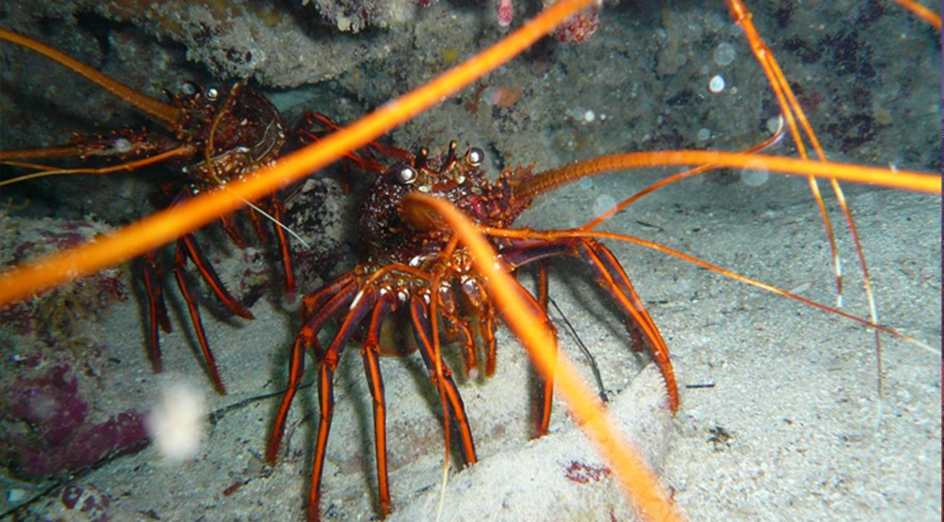 Lobster on sea floor