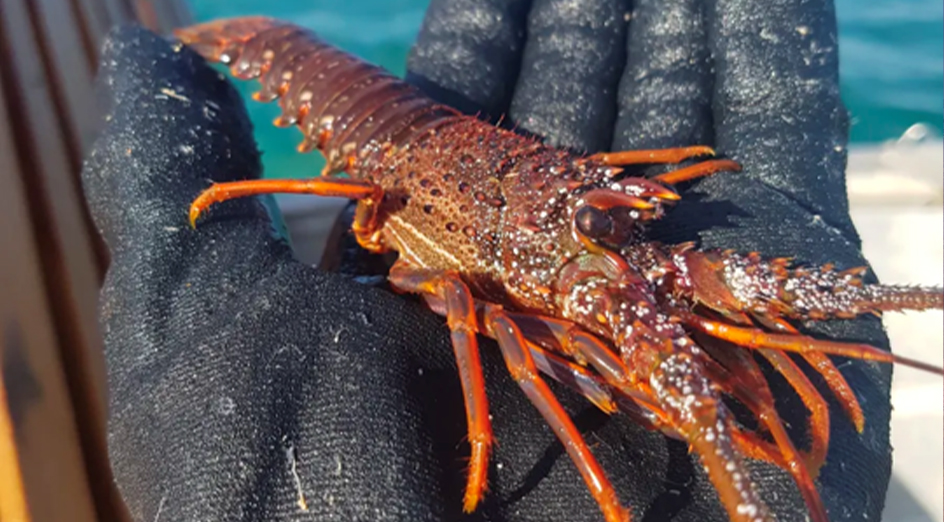 Hand holding a lobster