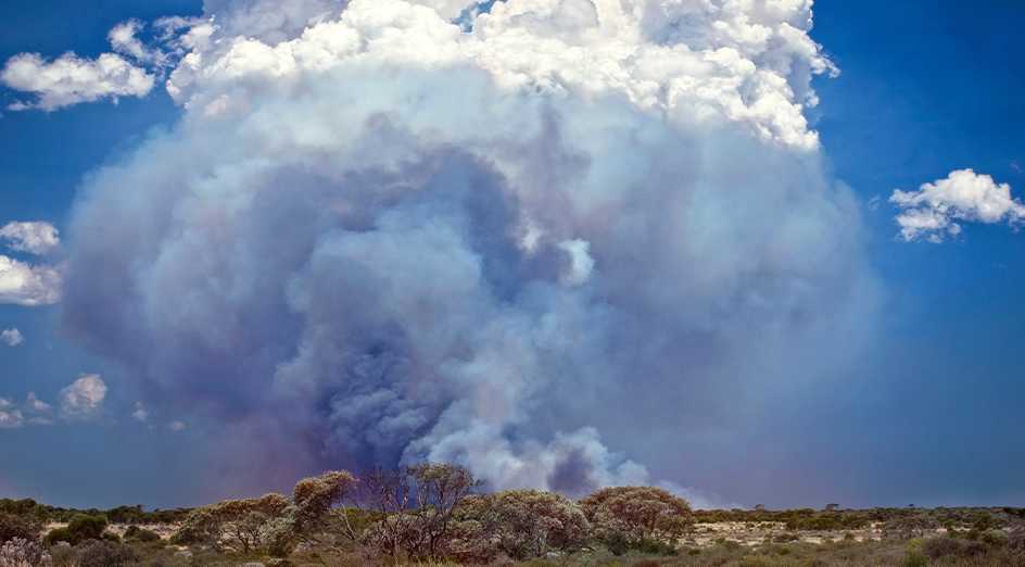 Fire burning in the bush