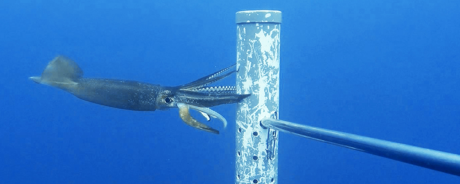 Squid underwater approaching a metal pole