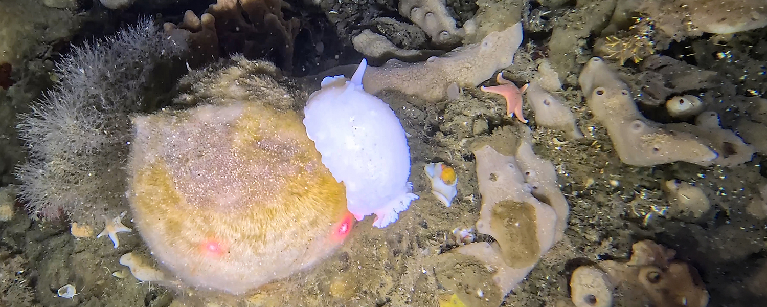 Antarctic sea slug