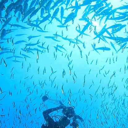 diver underwater with schooling fish