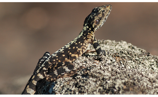 Lizard sitting on a rock