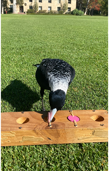 magpie doing a cognition test