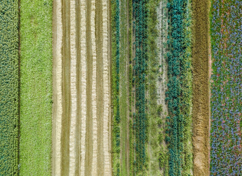 Aerial view of fields with different types of crops