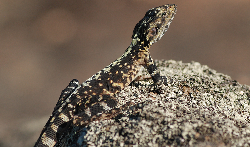 Lizard sitting on a rock