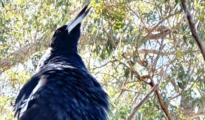 Magpie Singing