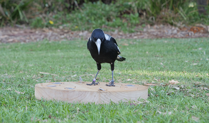 A magpie standing on a piece of wood