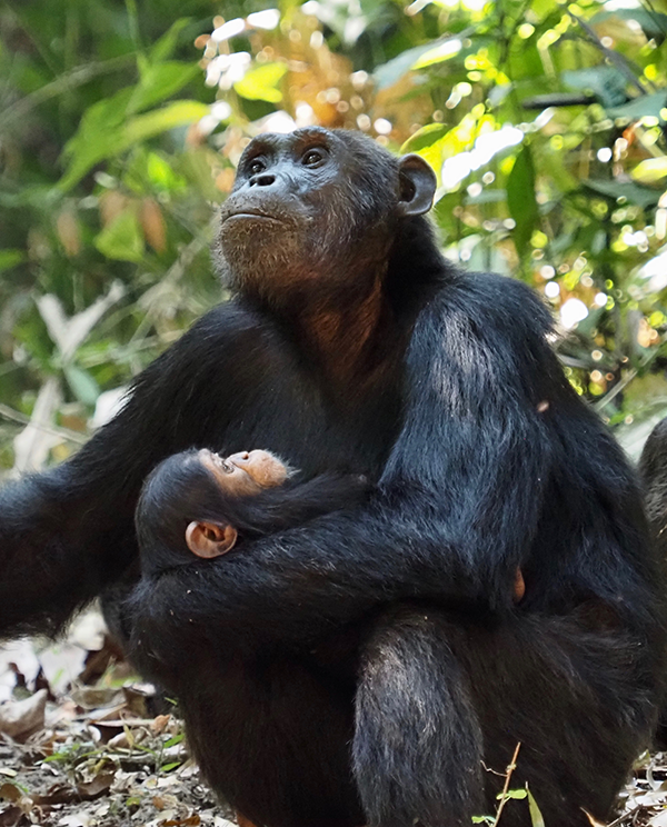 Chimpanzee mother and child