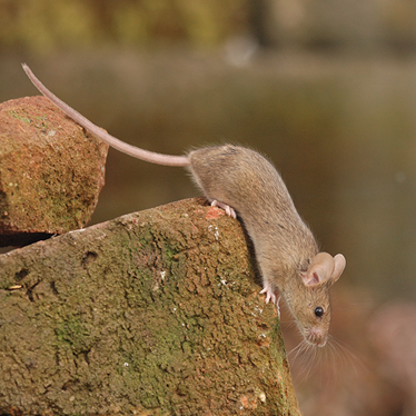 a mouse climbing on a rock