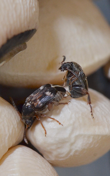 Two insects mating